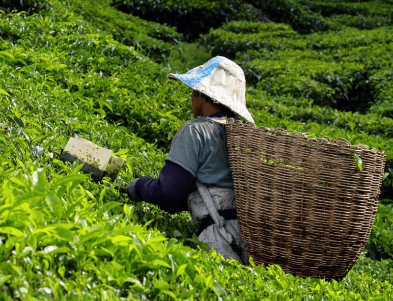 Kuala Lumpur: Cameron Highlands Highlights & Batu Caves Tour - Additional Highlights and Considerations