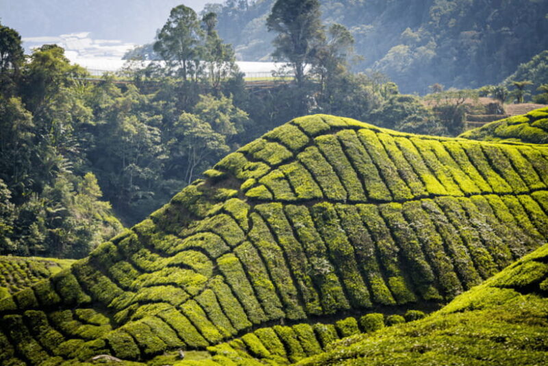 Kuala Lumpur: Cameron Highlands Highlights & Batu Caves Tour - Practicalities and Value
