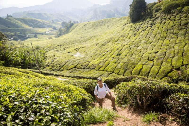 Kuala Lumpur: Customize Your Cameron Highlands Itinerary - A Practical Breakdown of the Cameron Highlands Tour