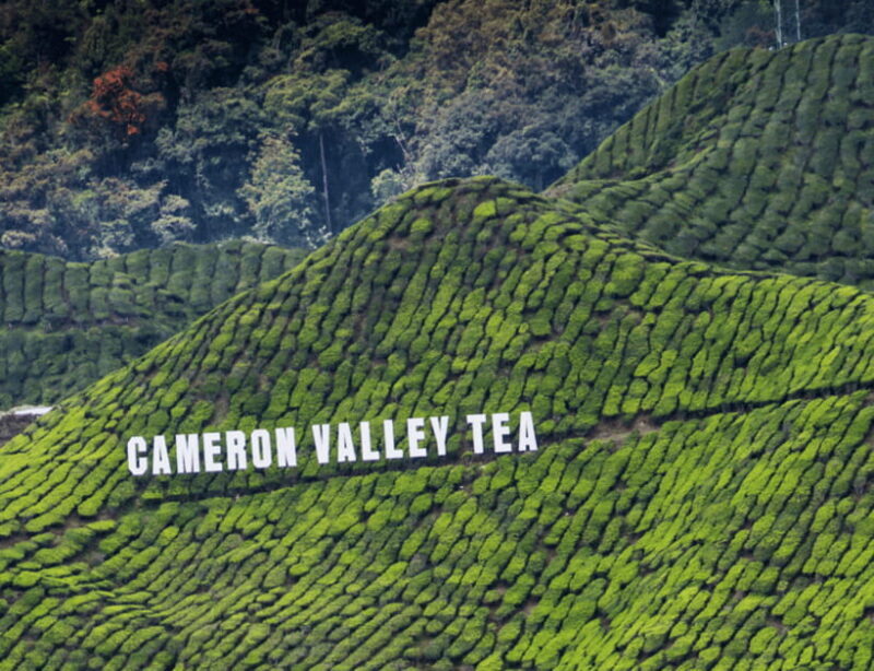 Kuala Lumpur: Customize Your Cameron Highlands Itinerary - The Sum Up
