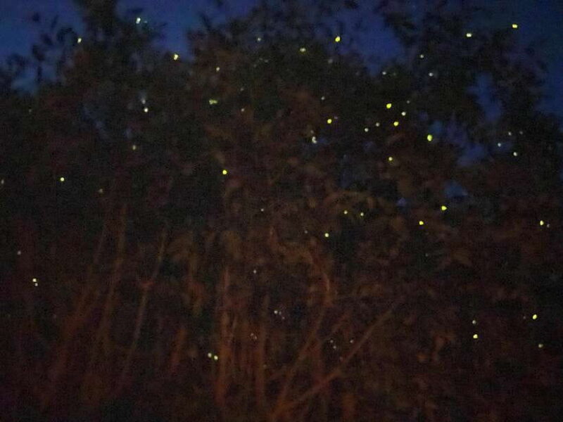 Kuala Lumpur: Kuala Selangor Fireflies and Blue Tears Tour - An In-Depth Look at the Experience