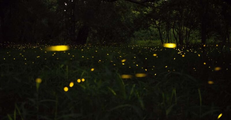 Kuala Selangor:Private Firefly Tour With Seafood Dinner - Itinerary Details