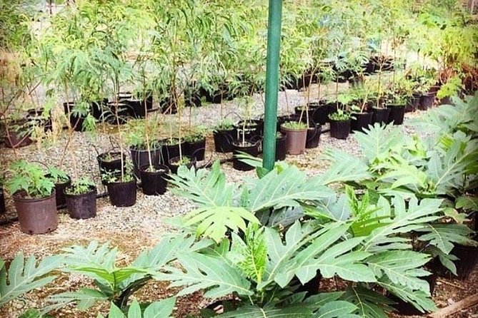 Kualoa Ranch - Kualoa Grown Tour - Customer Feedback Summary