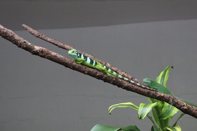 Kula Eco Park Admission - FAQ