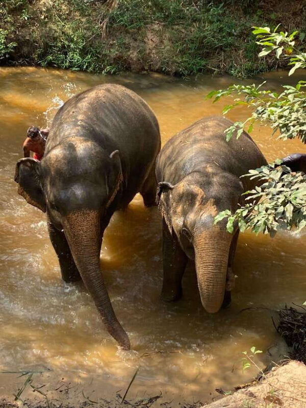 Kulen Elephant Forest & Floating Village Private Tour - Real Experiences and Traveler Reviews