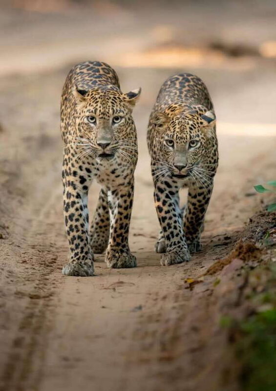 Kumana National Park Leopard Safari PRIVATE Tour - FAQ