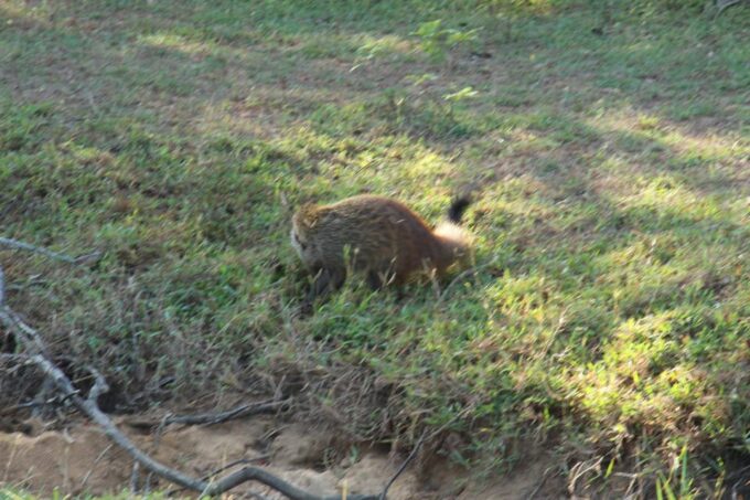 Kumana National Park : Morning or Afternoon Safari (6 H) - Experienced Guides for Enrichment