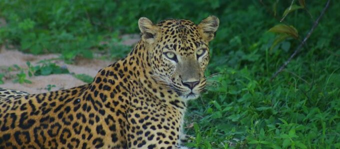 Kumana National Park : Morning or Afternoon Safari (6 H) - Inclusions, Exclusions, and Policies