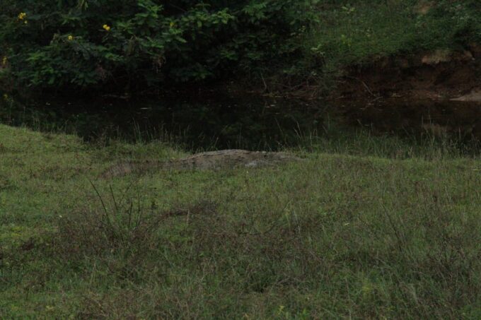 Kumana National Park : Morning or Afternoon Safari (6 H) - Positive Customer Reviews