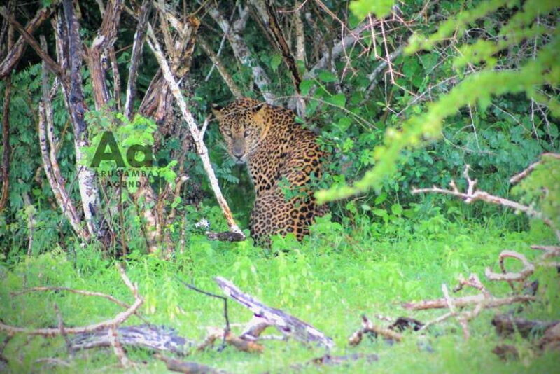 Kumana National Park : Private Half-Day Jeep Safari - Who Should Consider This Tour?