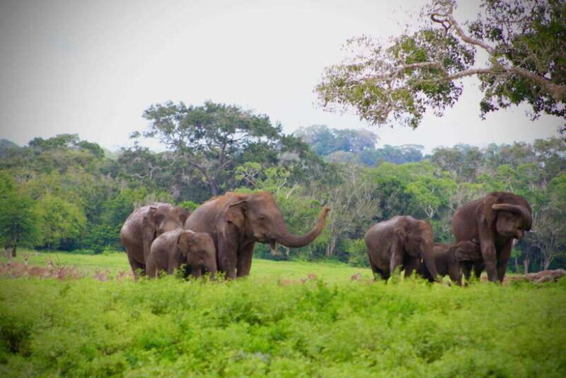 Kumana National Park : Private Half-Day Jeep Safari - The Sum Up