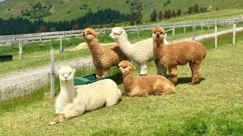 Kundasang: Day Tour with Desa Dairy Farm and Alpaca Club - FAQs