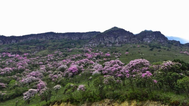 Kunming: Jiaozi (Sedan Chair) Snow Mountain Hiking Day Trip - Key Points