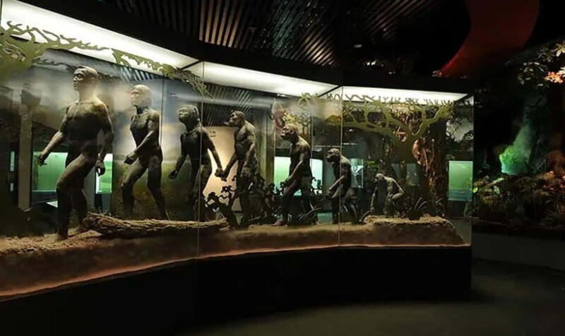 Kunming: Yunnan Provincial Museum & Dounan Flower Market - The Museum: A Gateway to Yunnan’s Past and Present