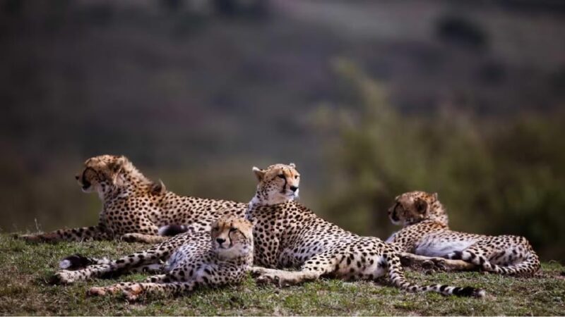Kuno National Park Tour 3 Nights 4 Days - Accommodation and Meals