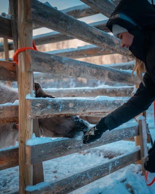 Kuoksa Husky & Reindeer Adventure - Key Points