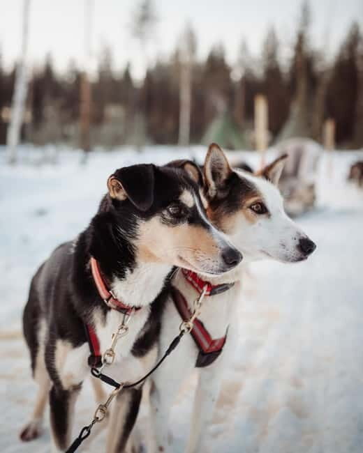 Kuoksa Husky & Reindeer Adventure - FAQs