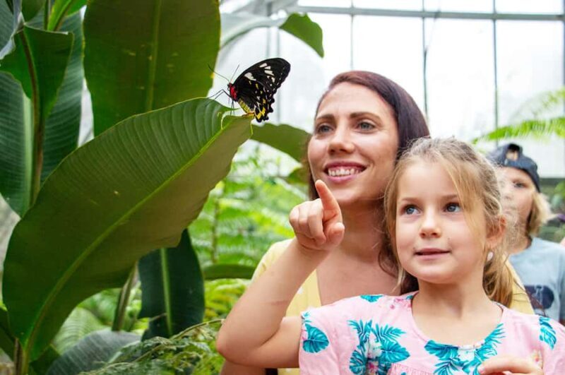 Kuranda: Australian Butterfly Sanctuary - An Introduction to the Butterfly Sanctuary Experience