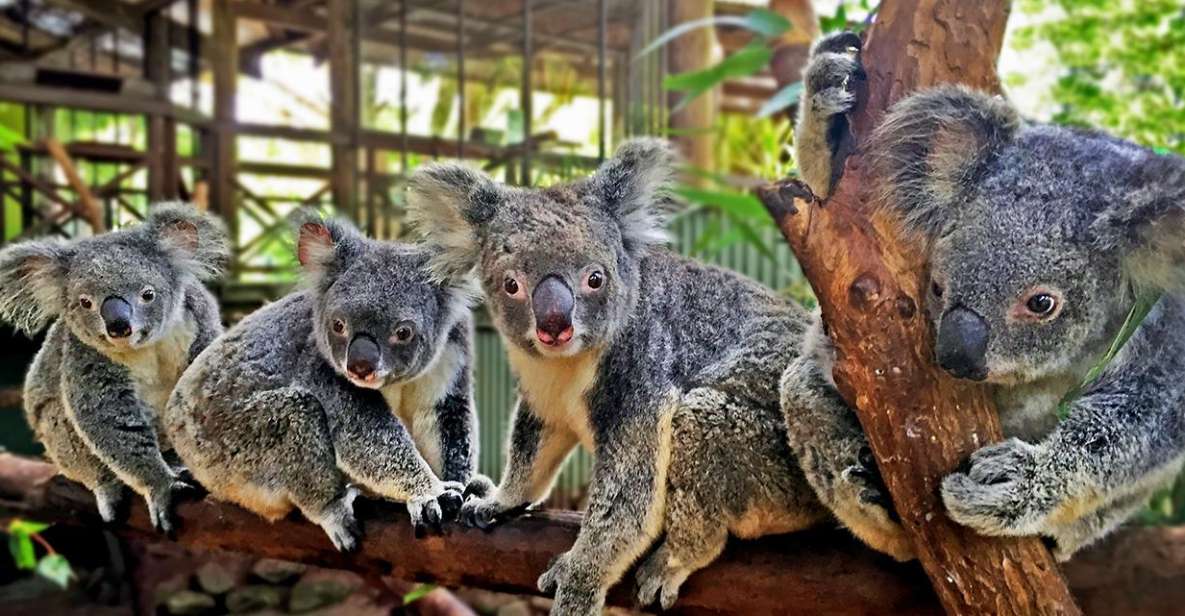 Kuranda, Cairns & Port Douglas Multi-Park Package - Key Points
