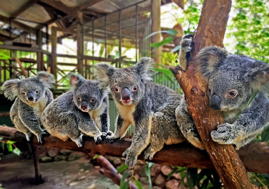 Kuranda, Cairns & Port Douglas Multi-Park Package - Activity Highlights