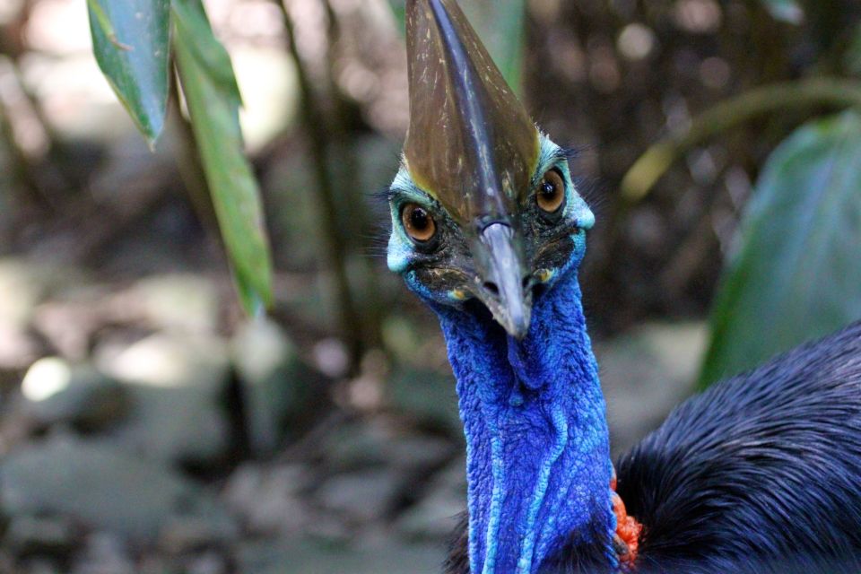 Kuranda, Cairns & Port Douglas Multi-Park Package - Park Descriptions