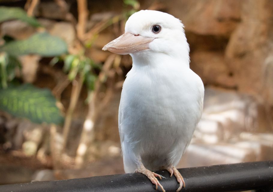 Kuranda, Cairns & Port Douglas Multi-Park Package - Inclusions