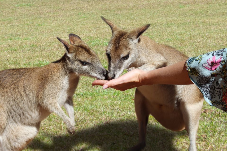 Kuranda, Cairns & Port Douglas Multi-Park Package - Important Information