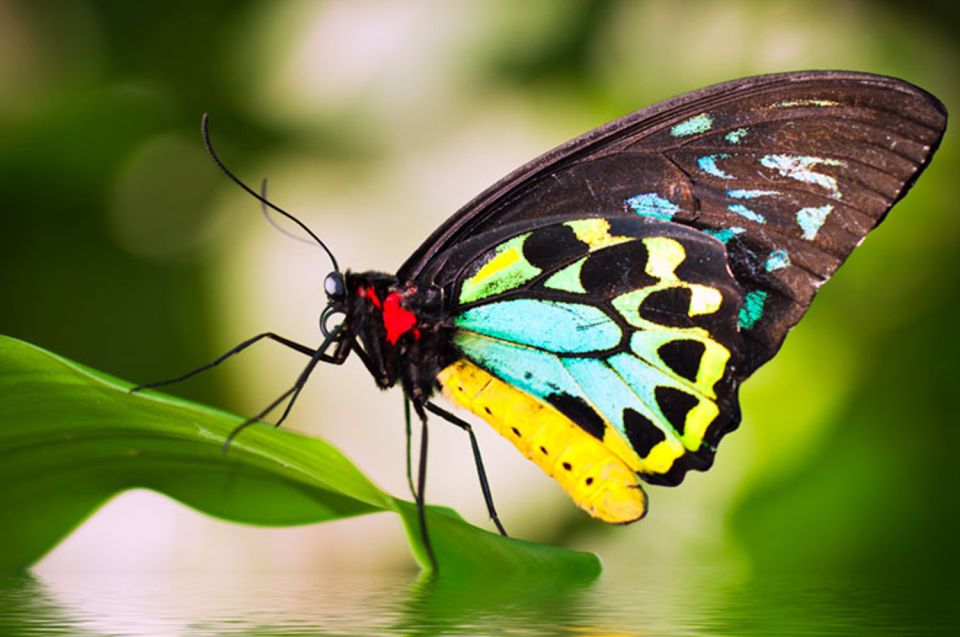 Kuranda, Cairns & Port Douglas Multi-Park Package - Customer Reviews
