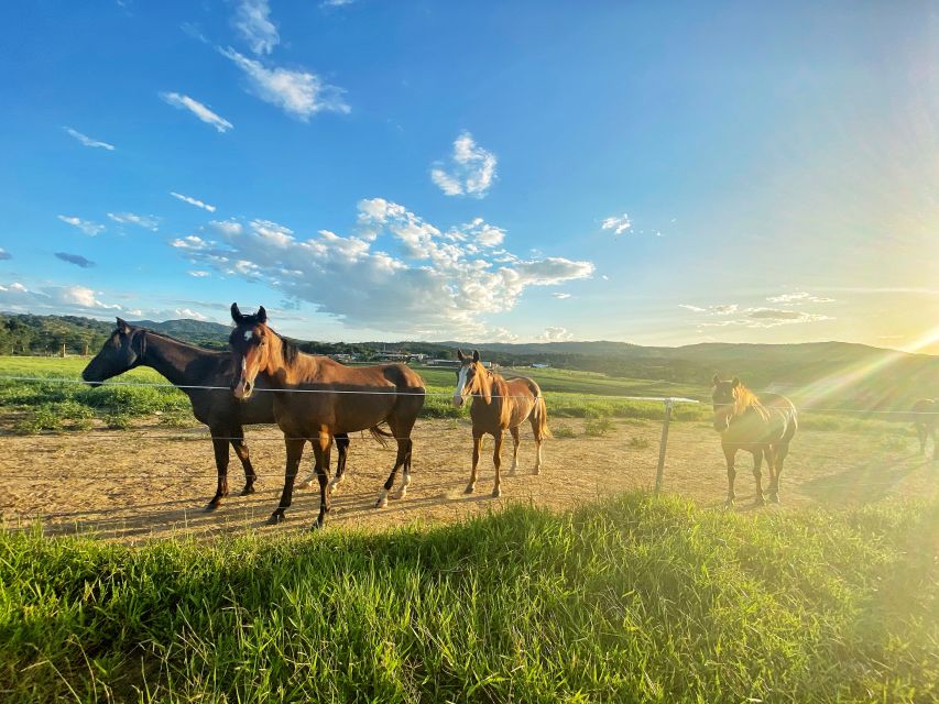 Kuranda Half Day With Petting Zoo & Horse Trail Ride Tour - Frequently Asked Questions