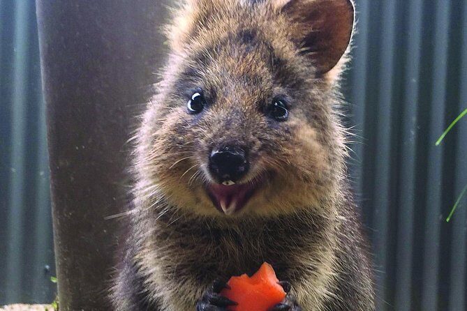 Kuranda Koala Gardens and Birdworld Admission Tickets - What to Expect from Your Wildlife Encounter