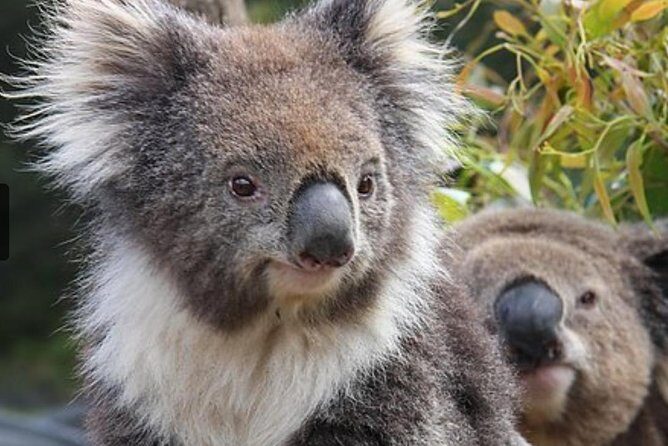 Kuranda Koala Gardens and Birdworld Admission Tickets - Final Thoughts