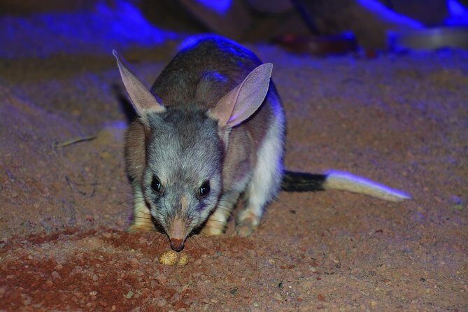 Kuranda Koala Gardens General Entry Ticket - Location and Access