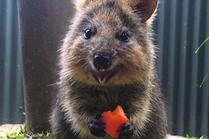 Kuranda Koala Gardens General Entry Ticket - The Highlights of the Visit