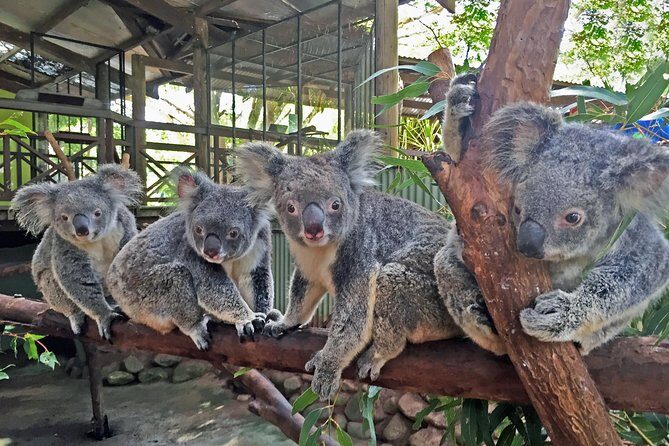 Kuranda Rainforestation Nature Park Ticket (BNP) - Key Points
