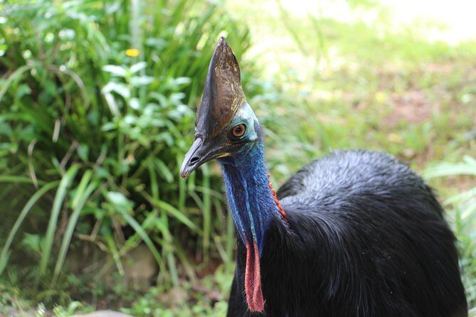 Kuranda Rainforestation Nature Park Ticket (BNP) - The Sum Up: Who Would Love This Tour?