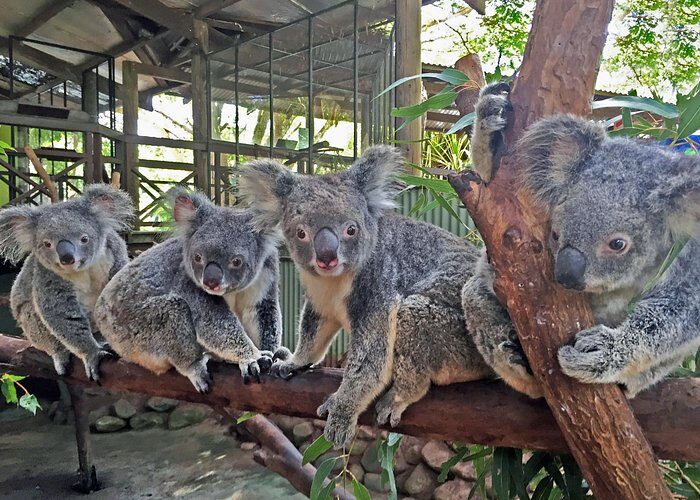 Kuranda Rainforestation Nature Park Ticket (BNP) - FAQs