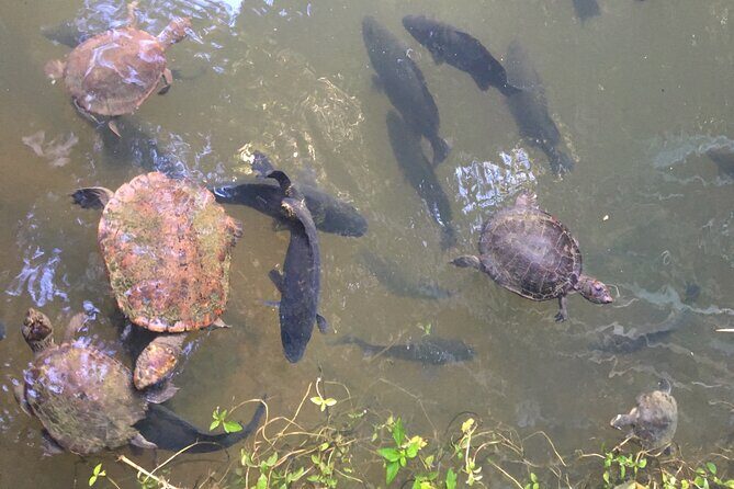 Kuranda Riverboat Sightseeing Cruise - Introduction: A Relaxed Glimpse of Tropical North Queensland