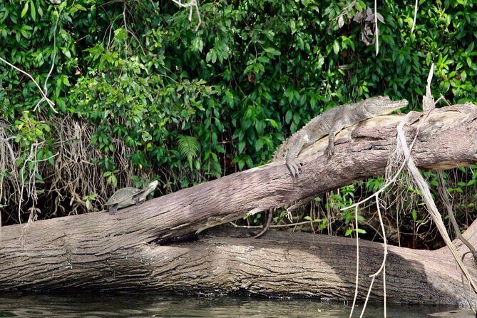 Kuranda Riverboat Sightseeing Cruise - Final Thoughts: Is it Worth It?
