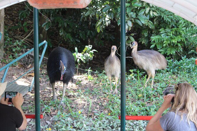 Kuranda Riverboat Sightseeing Cruise - FAQ
