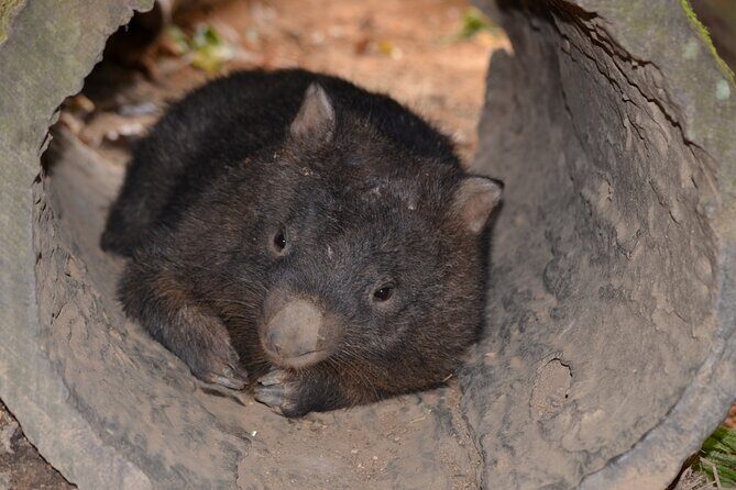 Kuranda Wildlife Experience Deluxe Multi Attraction Pass - Cost-Effectiveness and Value