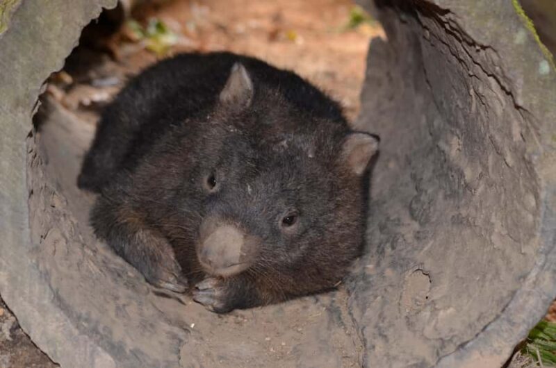 Kuranda Wildlife Experience: Koalas, Birds & Butterflies - Key Points