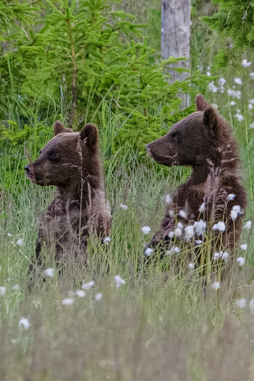 Kuusamo: Bear Watching Evening - Key Points
