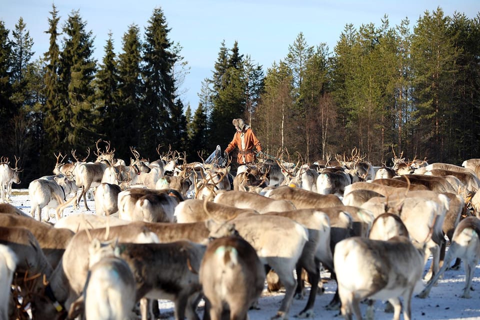 Kuusamo: Morning Feeding of Hundreds of Reindeer - The Experience From a Traveler’s Perspective