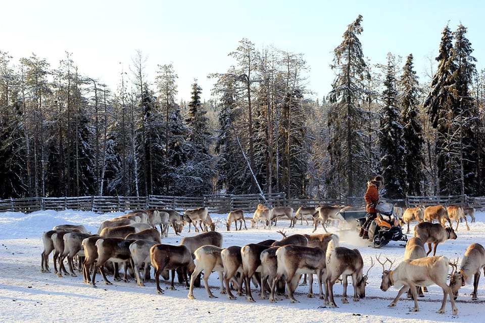 Kuusamo: Morning Feeding of Hundreds of Reindeer - Similar Experiences to Consider