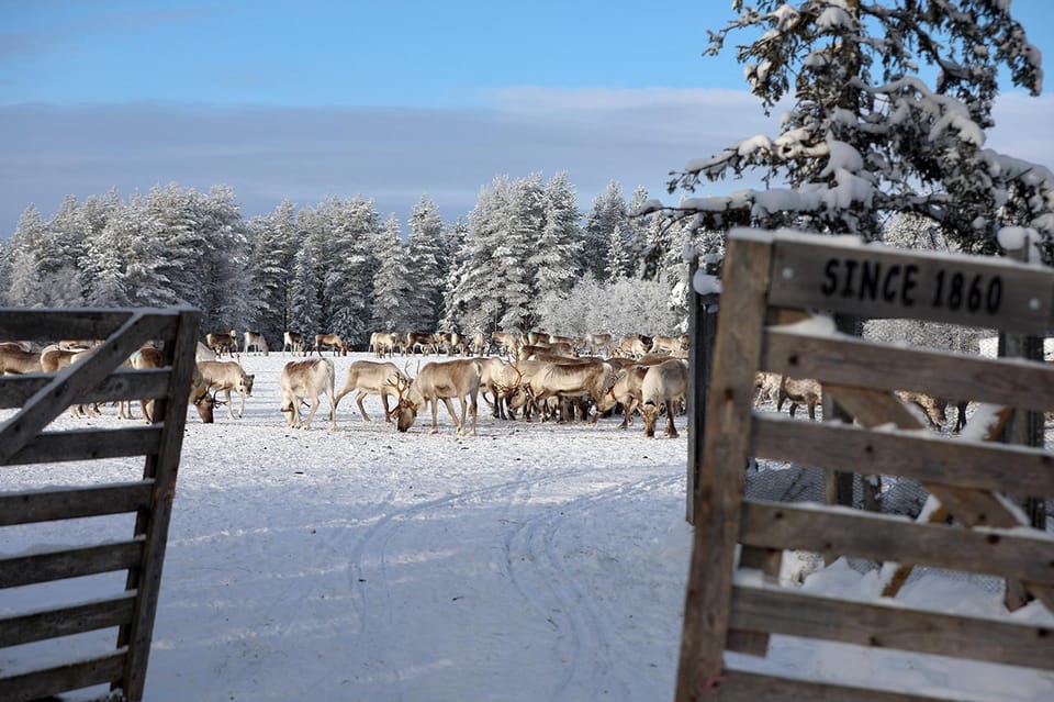 Kuusamo: Morning Feeding of Hundreds of Reindeer - The Sum Up