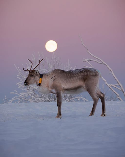 Kuusamo: Reindeer Farm Visit - An In-Depth Look at the Kuusamo Reindeer Farm Visit