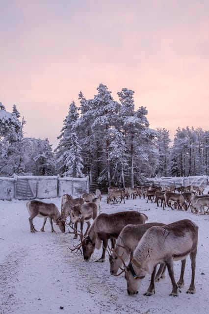 Kuusamo: Reindeer Farm Visit - FAQs