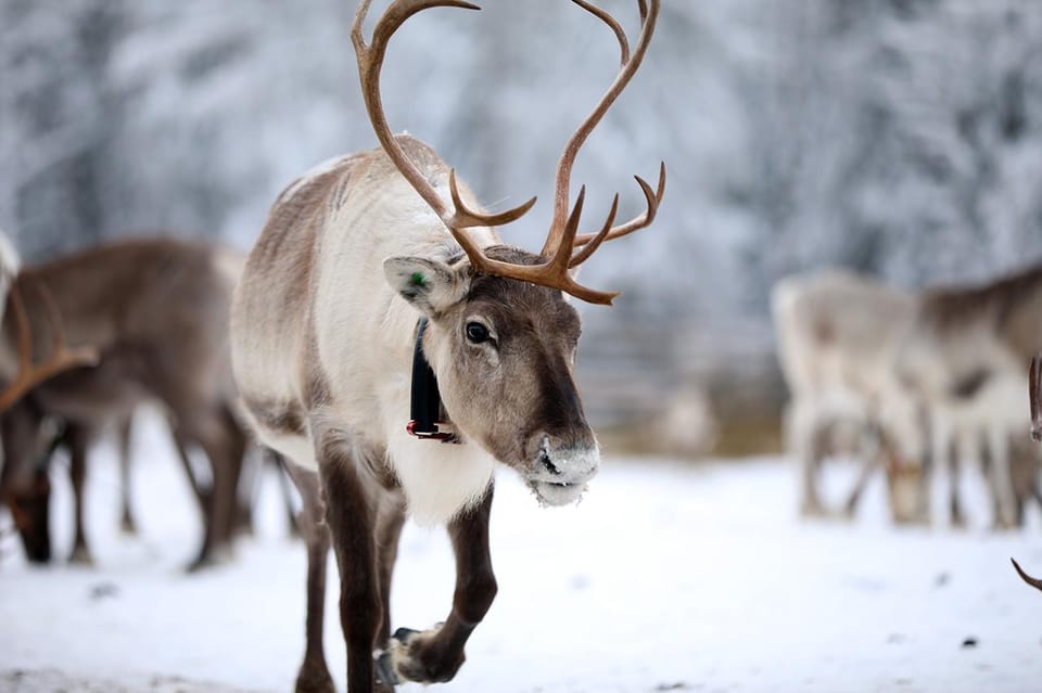 Kuusamo: Reindeer Sleigh Ride and Farm Visit - FAQs about the Kuusamo Reindeer Farm Visit