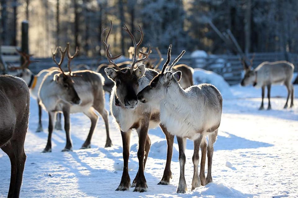 Kuusamo: Reindeer Sleigh Ride and Farm Visit - Final Thoughts