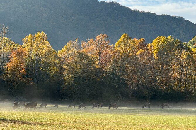 Kuwohi Mountain Great Smoky Mountains Tour - An In-Depth Look at the Kuwohi Mountain Great Smoky Mountains Tour